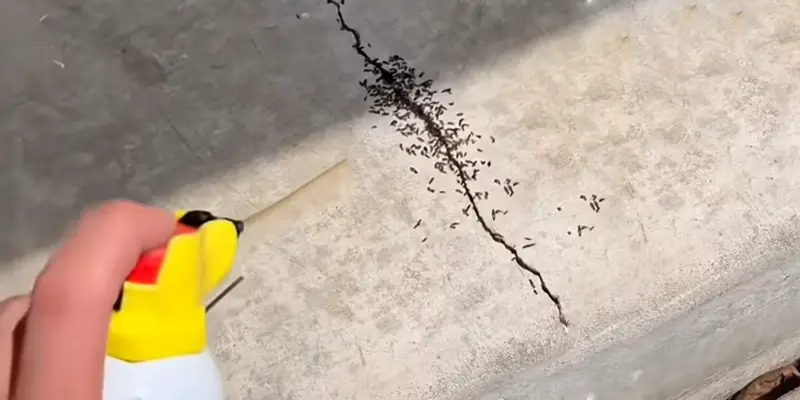 Ant Control in Owasso, OK