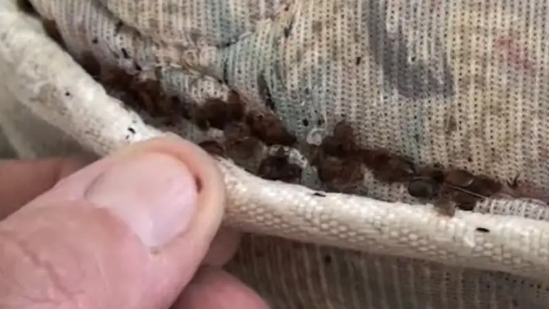 Bed Bug Treatment in Owasso, OK