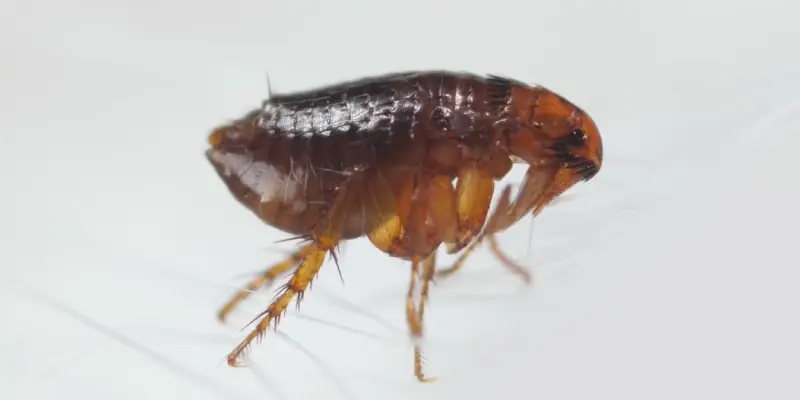 Flea Control in Owasso, OK