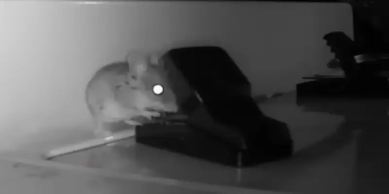 Rat Removal in Owasso, OK