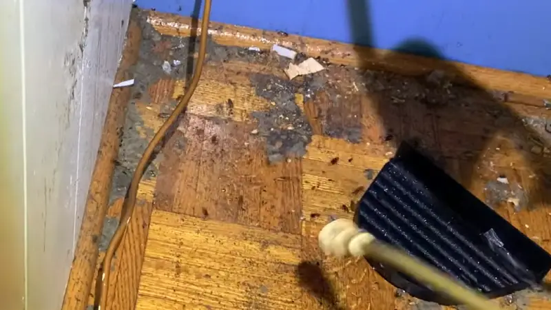 Targeted Cockroach Colony Flush and Perimeter Treatment