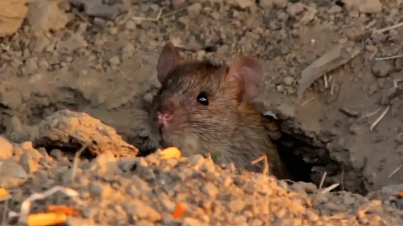 Rodent Control in Owasso, OK
