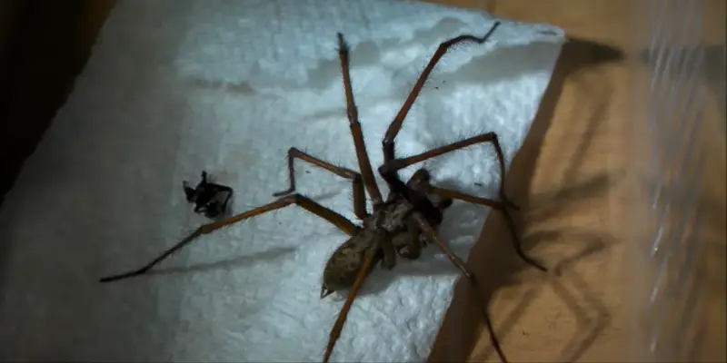 Spider Control in Owasso, OK