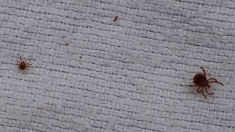 Professional Yard Tick Control in Owasso, OK
