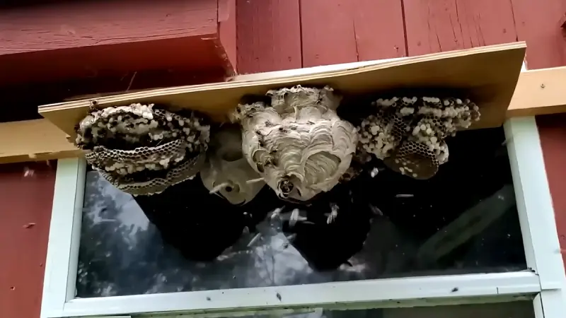 Wasp Nest Control in Owasso, OK